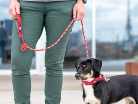 Dog Copenhagen Urban Rope V3 Hundeleine Classic Red L (11 mm) 6