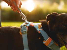 Ruffwear Front Range™ 3.0 Hundegeschirr Spring Mountains S 6