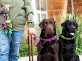 Dog Copenhagen Urban Trail™ V3 Hundeleine Purple Passion L 6