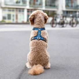 Dog Copenhagen Comfort Walk Air V3 Hundegeschirr schwarz S 6