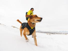 Ruffwear Quinzee™ Winter Hundejacke Obsidian Black 6