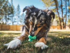 Ruffwear  FUNgi Toy Toadstool™ Hundespielzeug 6