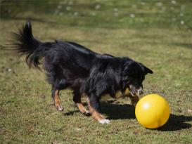 Treibball für Hunde 25 cm 6