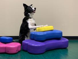 FitPAWS® K9 FITbone™ MINI 2-er Set razzleberry 6