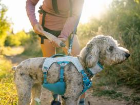 Ruffwear Swamp Cooler kühlendes Hundegeschirr Biolumin Blue L/XL 6