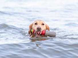 Aqua Toy Leuchtturm mit Seil schwimmfähiges Hundespielzeug 6