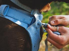 Ruffwear Front Range Flex Hundegeschirr Polar Blue XXS 6