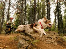 Ruffwear Front Range Flex Hundegeschirr Rose Violet XXS 6