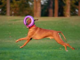 Puller Dog Fitness Tool interaktives Hundespielzeug 6