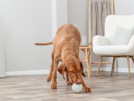 Dog Activity Naturgummi Snackball für Hunde 6
