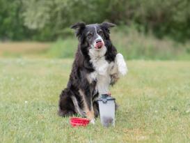 Hundefutter- und Wasserbehälter für unterwegs 6