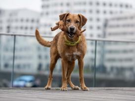 Laboni Diego Dackel Kult-Spielzeug für Hunde 6