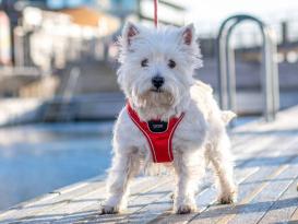 Dog Copenhagen Comfort Walk Go Hundegeschirr classic red XXS 6