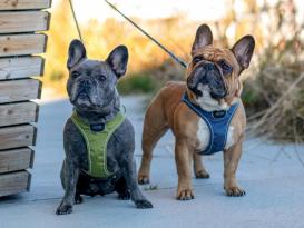 Dog Copenhagen Comfort Walk Go Hundegeschirr hunting green XXS 6