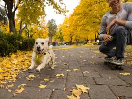 Ruffwear® Flagline™ 2.0 Hundegeschirr Lichen Green L/XL 6