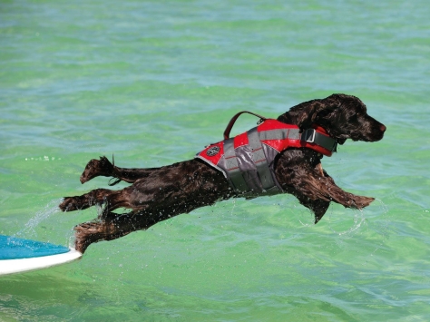Hunter Schwimmweste Moss für Hunde