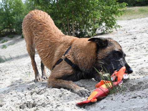 Hundespielzeug Hozies Billy Bengal Feuerwehrschlauch