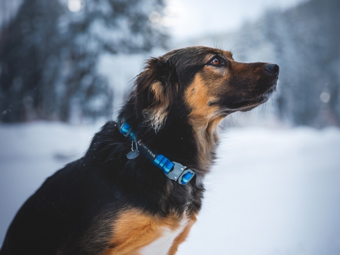 Ruffwear Top Rope™ 2.0 Hundehalsband mit Metalllverschluss Blue Pool