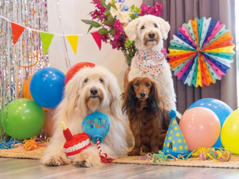 Beeztees Plüsch Geburtstagstorte Hundespielzeug