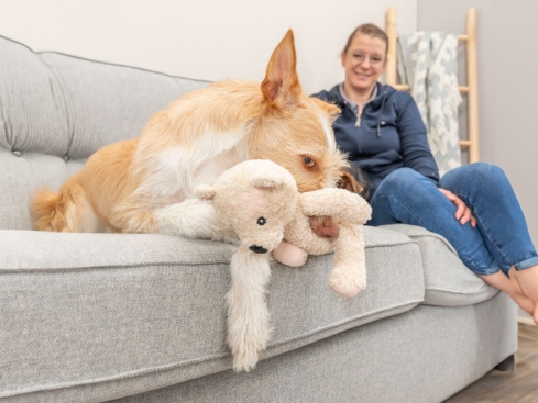 Plüsch-Teddy für Hunde zum Welttierschutztag