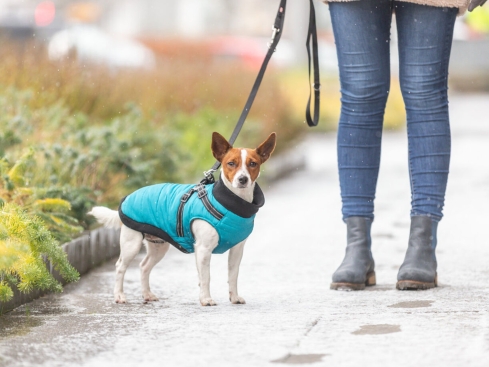 Hundegeschirr-Mantel Pontis für kleine Hunde aqua