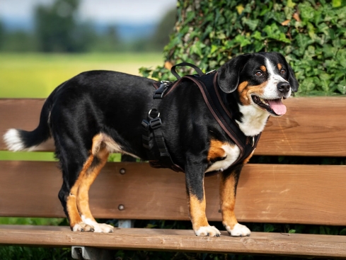 Grossenbacher Ausbildungsgeschirr ProGuide schwarz
