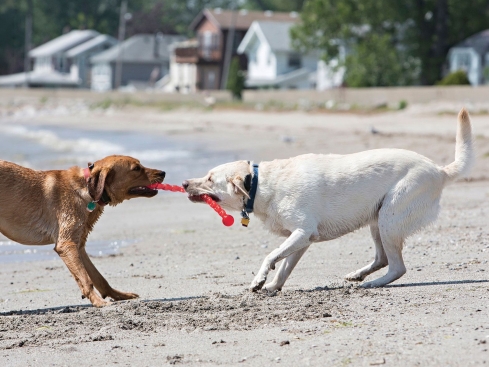 Original Kong Safestix für Hunde