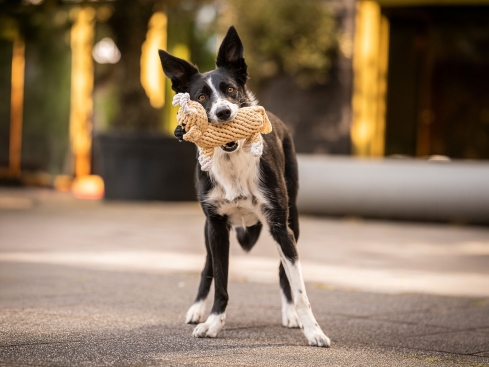 Laboni Mama Moo Kult-Spielzeug für Hunde