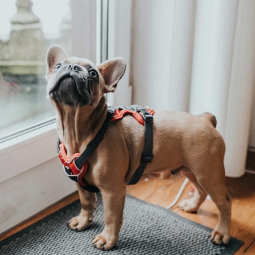 Hunter Hundegeschirr Divo rot/grau