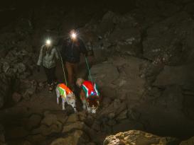 Ruffwear Lumenglow reflektierende Weste für Hunde blaze orange XL 7