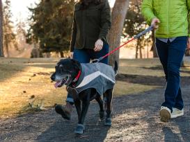 Ruffwear Lumenglow reflektierende Weste für Hunde Granite Gray 7