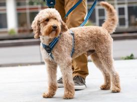 Dog Copenhagen Comfort Walk Air V3 Hundegeschirr Ocean Blue S 7