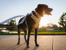 Ruffwear Front Range™ 3.0 Hundegeschirr Spring Mountains S 7