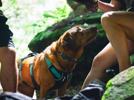 Ruffwear® Flagline™ 2.0 Hundegeschirr Basalt Gray L/XL 7