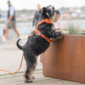 Dog Copenhagen Comfort Walk Pro V3 Hundegeschirr schwarz XS 7