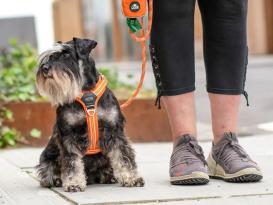 Dog Copenhagen Comfort Walk Air V3 Hundegeschirr schwarz S 7