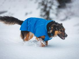 Ruffwear Vert Winter-Hundejacke Blue Pool 7