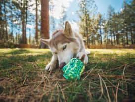 Ruffwear  FUNgi Toy Morel™ Hundespielzeug 7