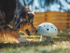 Ruffwear  FUNgi Toy Porchini™ Hundespielzeug 7