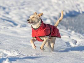 Hunde-Wintermantel Explore Thermo 55 cm 7