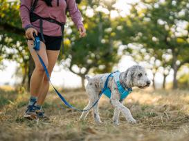 Ruffwear Swamp Cooler kühlendes Hundegeschirr Biolumin Blue L/XL 7