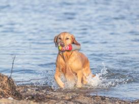 Aqua Toy Leuchtturm mit Seil schwimmfähiges Hundespielzeug 7