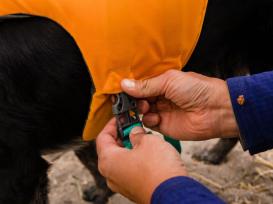 Ruffwear Float Coat™ Schwimmweste für Hunde Wave Orange L 7