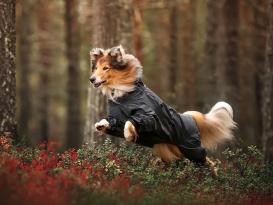 B-Ware Rukka Pets Flash Overall Gr. 65 7