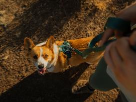 Ruffwear Front Range Flex Hundegeschirr Deep Teal XXS 7