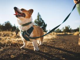 Ruffwear Front Range Flex Hundeleine Deep Teal 7