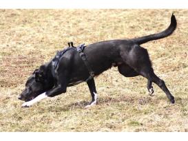 Grossenbacher Hundegeschirr Vary rot L-S 7