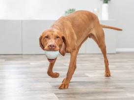 Dog Activity Naturgummi Snackball für Hunde 7