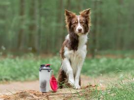 Hundefutter- und Wasserbehälter für unterwegs 7