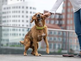 Laboni Diego Dackel Kult-Spielzeug für Hunde 7